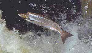 fishing images leaping salmon
