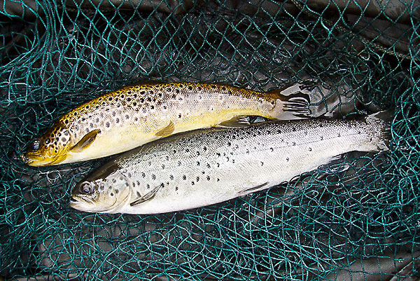 Two trout