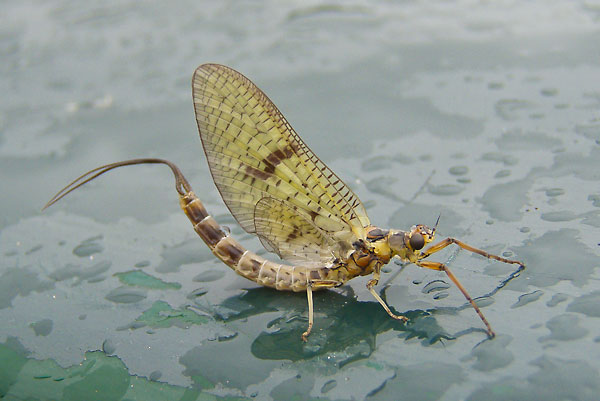mayfly