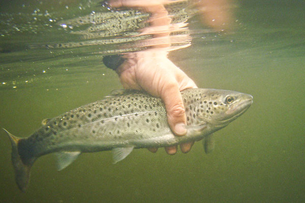 sea trout