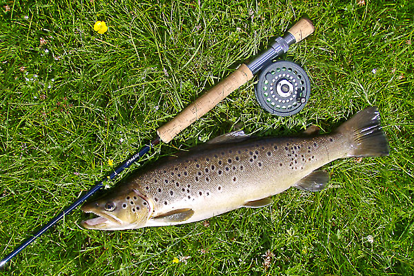 trout