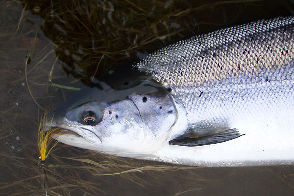 Salmon close up