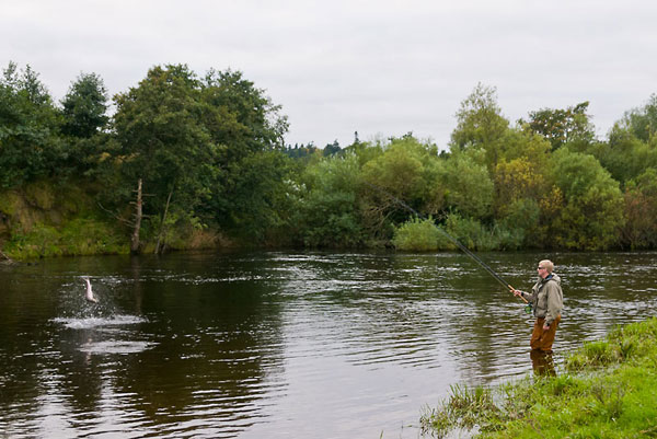 Leaping salmon R Earn