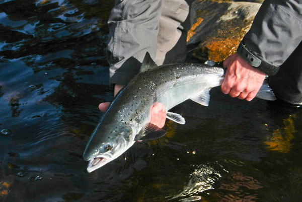 Releasing a salmon
