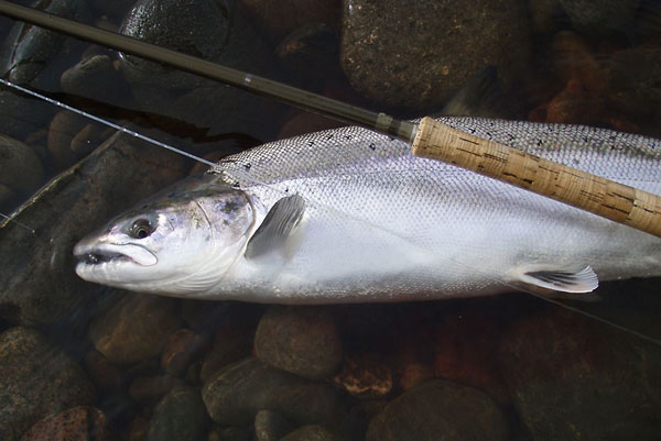 Spring salmon