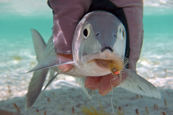 Bonefish closeup