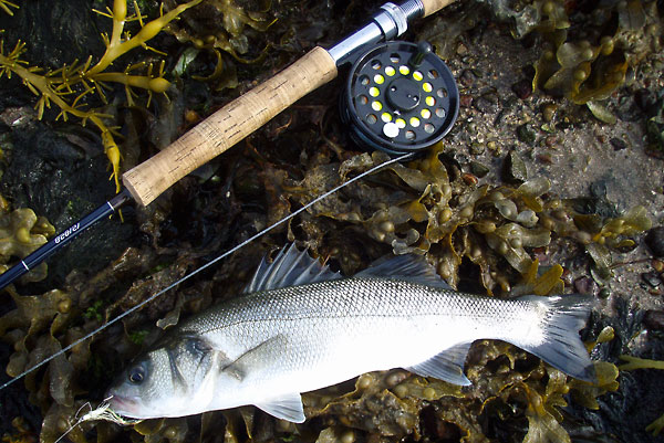 sea bass
