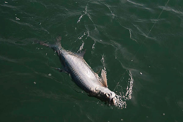 Tarpon