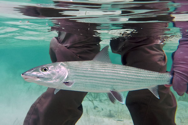 Underwater bonefish