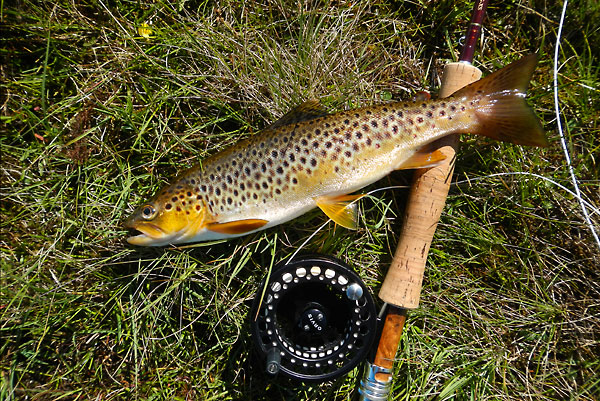 Brown trout