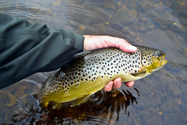Nice brown trout