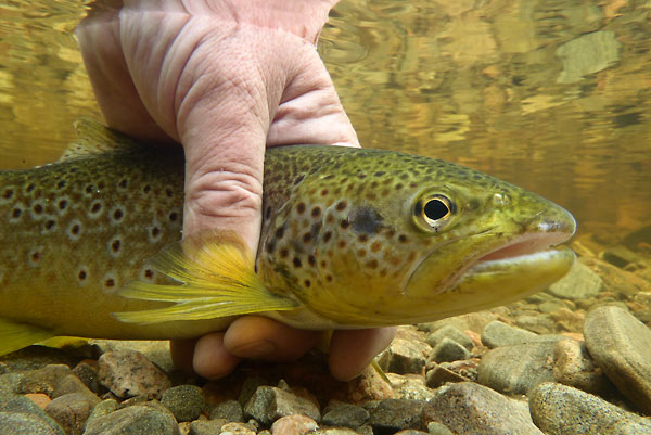 Underwater trout